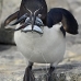 razorbill_msi_v_1028_can0644.jpg